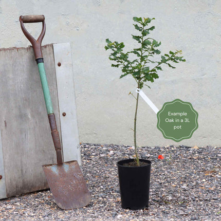 Evergreen Oak Tree | Quercus ilex Ornamental Trees