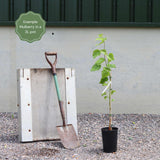 'Wellington' Mulberry Tree Soft Fruit