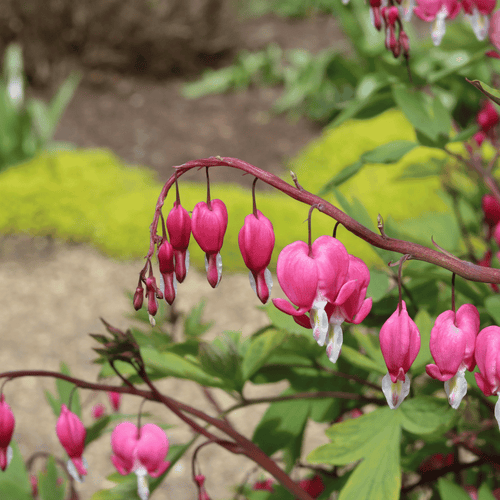 Dicentra Spectabilis Perennial Bedding