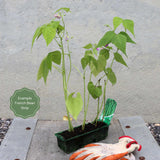 'Tendergreen' Dwarf French Green Bean Plants Vegetables