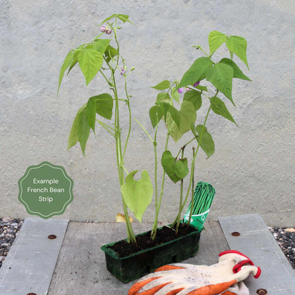 'Tendergreen' Dwarf French Green Bean Plants Vegetables