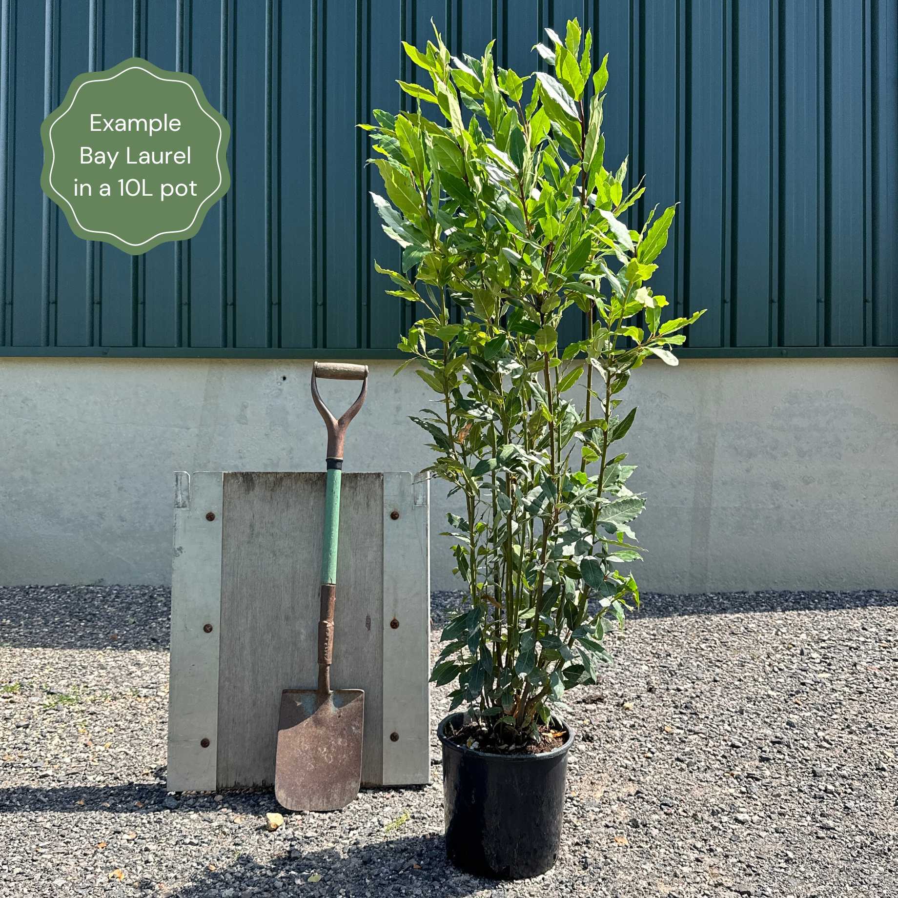 Bay Laurel Tree Laurus Nobilis Roots Plants