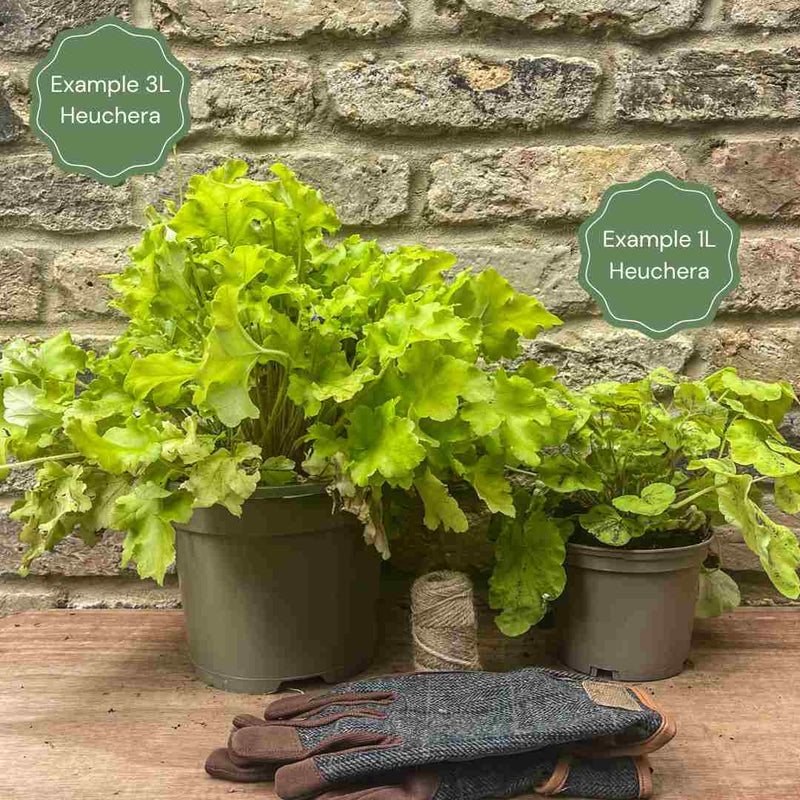 Heucherella 'Red Rover' Perennial Bedding