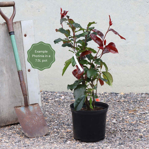Photinia 'Red Robin' Shrubs
