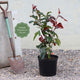 Photinia 'Red Robin' Shrubs
