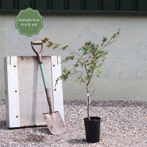 Japanese Maple Tree | Acer palmatum 'Orange Dream' Ornamental Trees