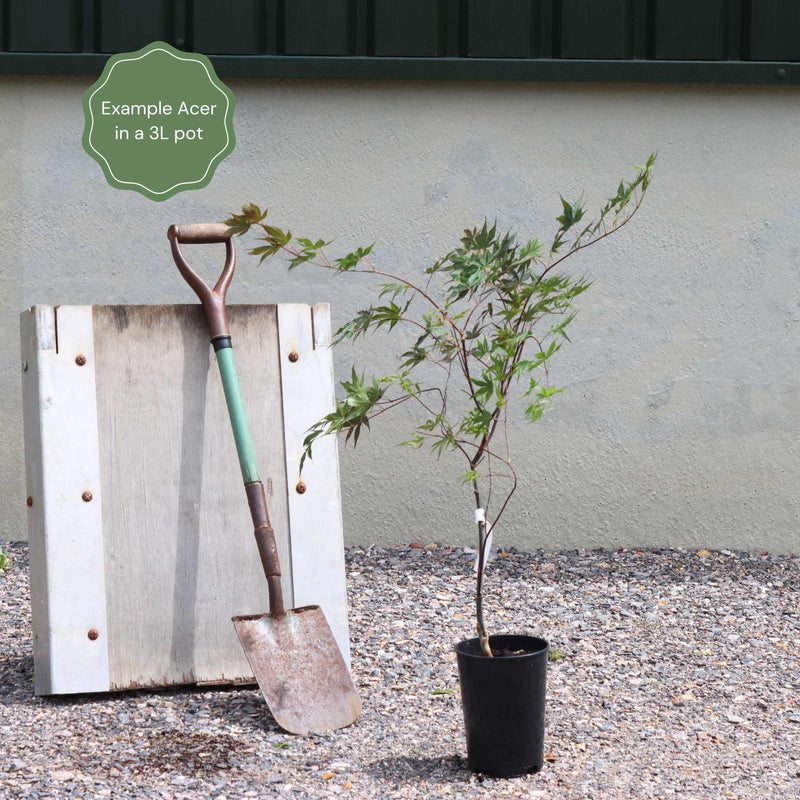 Japanese Maple Tree | Acer palmatum 'Orange Dream' Ornamental Trees