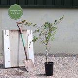 Japanese Maple Tree | Acer palmatum 'Orange Dream' Ornamental Trees