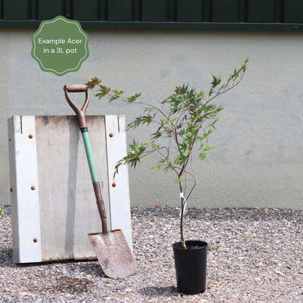 Japanese Maple Tree | Acer palmatum 'Orange Dream' Ornamental Trees