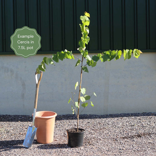 Eastern Redbud Tree | Cercis canadensis Ornamental Trees