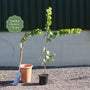 Eastern Redbud Tree | Cercis canadensis Ornamental Trees