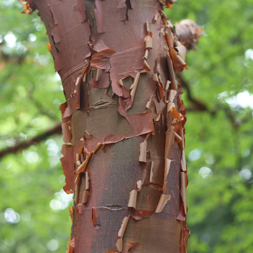 Paperbark Maple Tree | Acer griseum Ornamental Trees