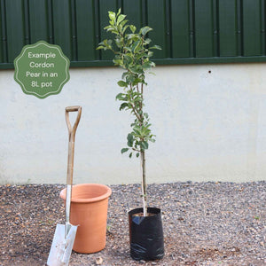 Award-Winning Cordon Fruit Tree Collection | Apple, Pear & Plum Fruit Trees
