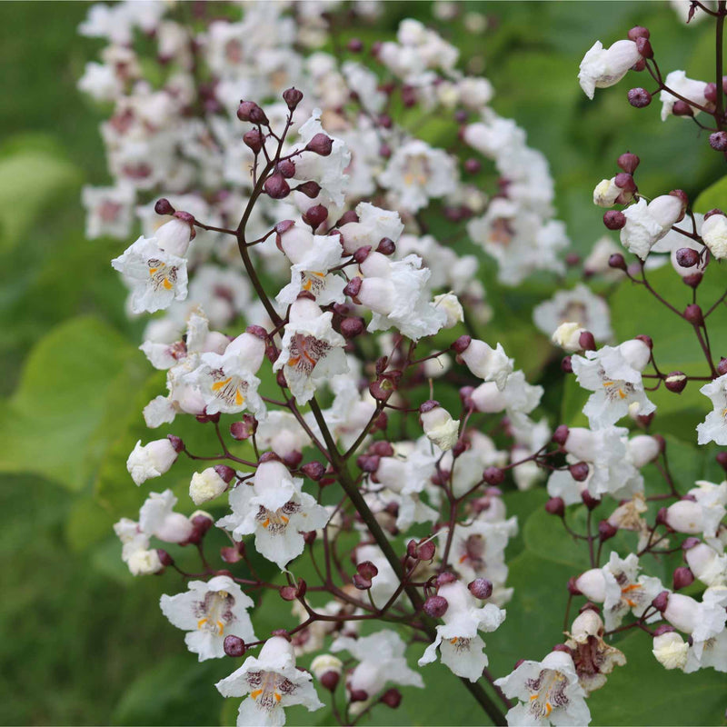 Indian Bean Tree | Catalpa bignonioides 'Aurea' Ornamental Trees