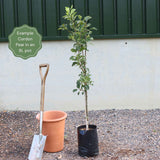 'Conference' Pear Tree Fruit Trees