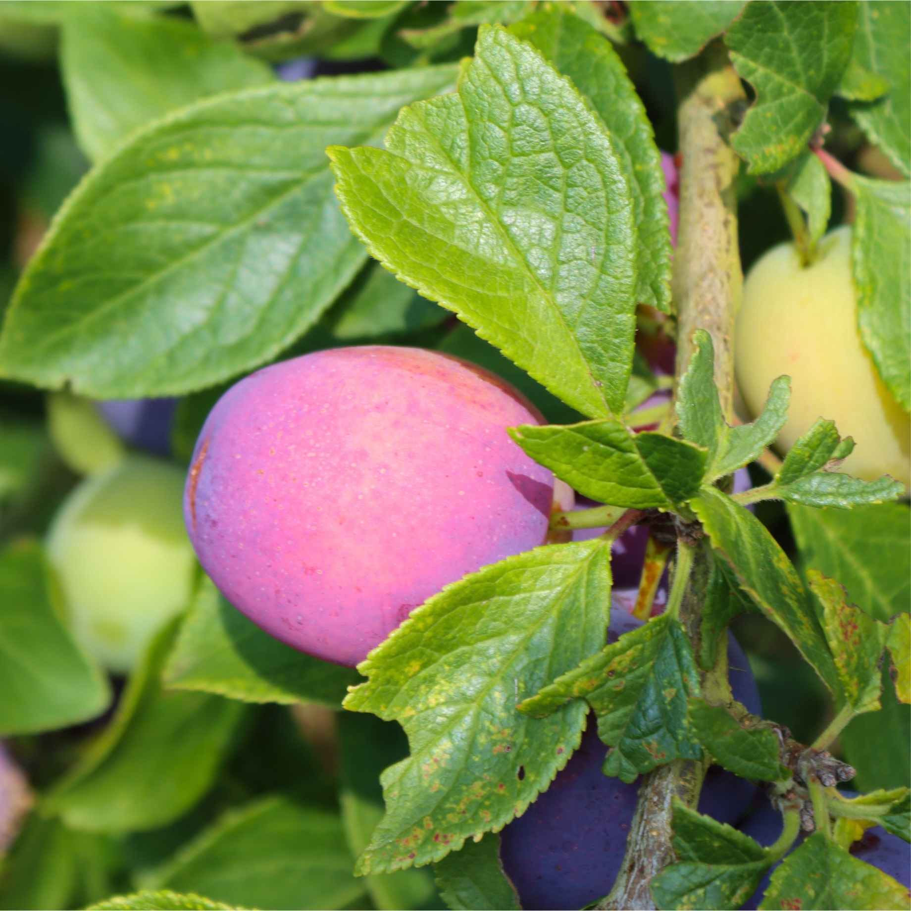 'Guinevere' Plum Tree