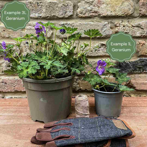 Geranium 'Black Beauty' Perennial Bedding