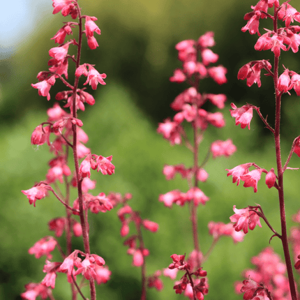 Heuchera 'Paris' Perennial Bedding