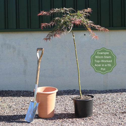 Green Weeping Japanese Maple Tree | Acer palmatum 'Dissectum Viride' Ornamental Trees