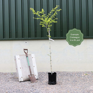 Broad-Leaved Cockspur Thorn Tree | Crataegus persimilis 'Prunifolia' Ornamental Trees
