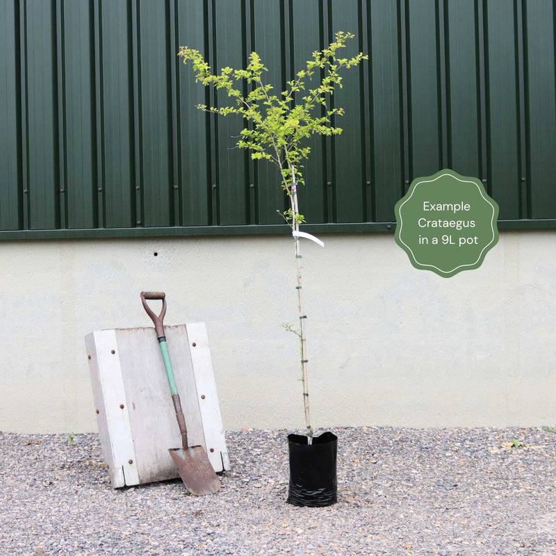 Broad-Leaved Cockspur Thorn Tree | Crataegus persimilis 'Prunifolia' Ornamental Trees