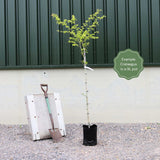 Broad-Leaved Cockspur Thorn Tree | Crataegus persimilis 'Prunifolia' Ornamental Trees