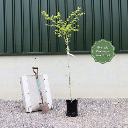 Broad-Leaved Cockspur Thorn Tree | Crataegus persimilis 'Prunifolia' Ornamental Trees