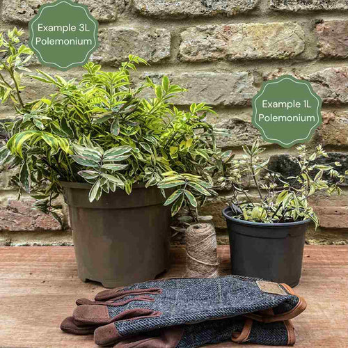 Polemonium Golden Feathers Perennial Bedding