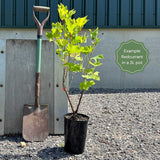 'Jonkheer van Tets' Redcurrant Plant Soft Fruit