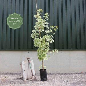 Acer 'Drummondii' | Variegated Maple Tree Ornamental Trees