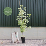 Acer 'Drummondii' | Variegated Maple Tree Ornamental Trees