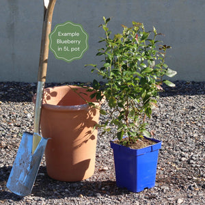 'Brigitta' Blueberry Bush Soft Fruit