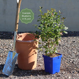 'Brigitta' Blueberry Bush Soft Fruit