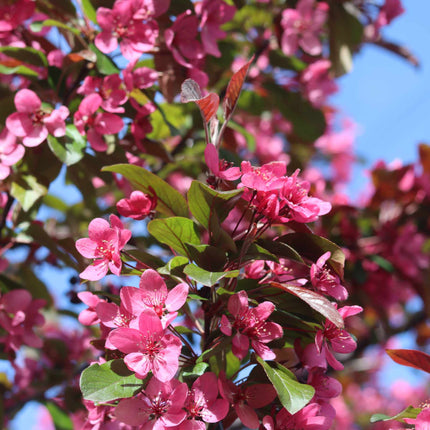 'Profusion Improved' Crabapple Tree | Malus moerlandsii Ornamental Trees