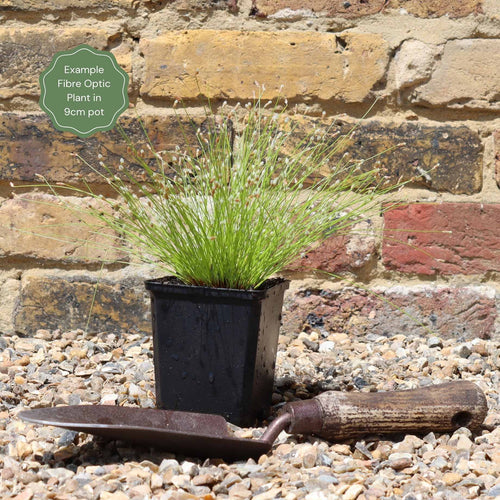 Fibre Optic Plant | Isolepsis Cerna| Oxygenating Pond Plants