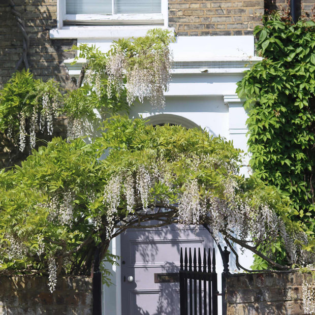 White Japanese Wisteria | Wisteria floribunda 'Alba' Climbing Plants