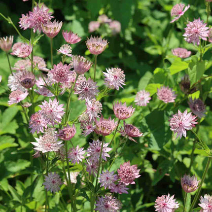 Astrantia 'Roma' Perennial Bedding