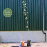 Multi-Stem Mountain Ash Rowan Tree | Sorbus aucuparia Ornamental Trees