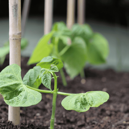 'Tendergreen' Dwarf French Green Bean Plants Vegetables