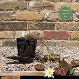 Best Small Pond Plants Collection With a Lily | Grower's Choice Pond Plants