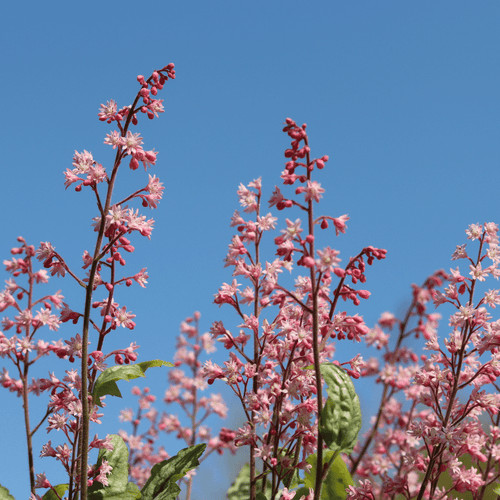 Heucherella 'Pink Fizz' Perennial Bedding