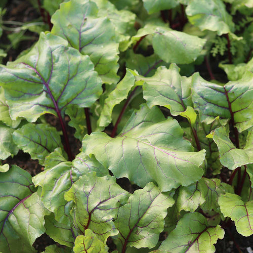 'Darko' Beetroot Plants Vegetables