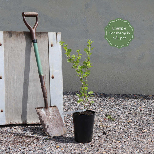 'Captivator' Gooseberry Bush Soft Fruit