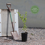 'Captivator' Gooseberry Bush Soft Fruit