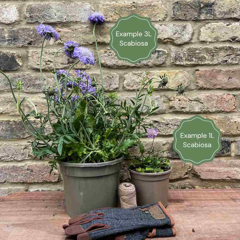 Scabiosa Butterfly Blue Perennial Bedding