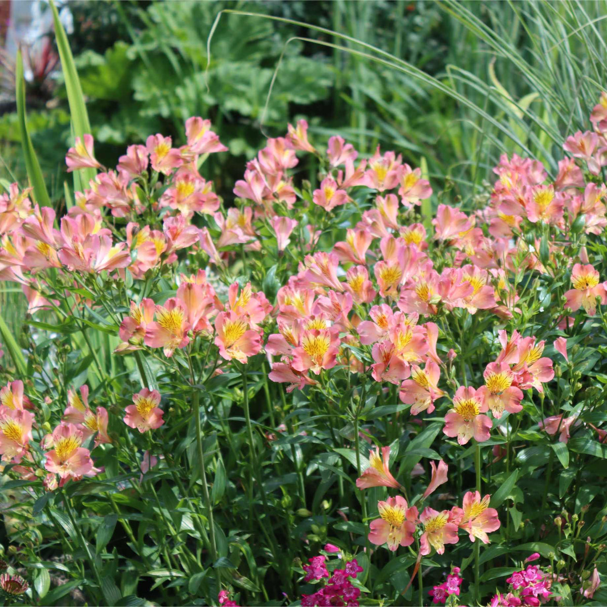 Alstroemeria 'Inticancha Sunshine' – Roots Plants