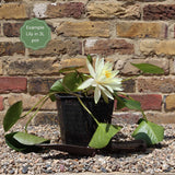'Black Princess' Water Lily Pond Plants