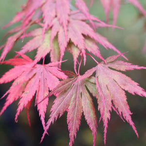 Green Weeping Japanese Maple Tree | Acer palmatum 'Dissectum' Ornamental Trees