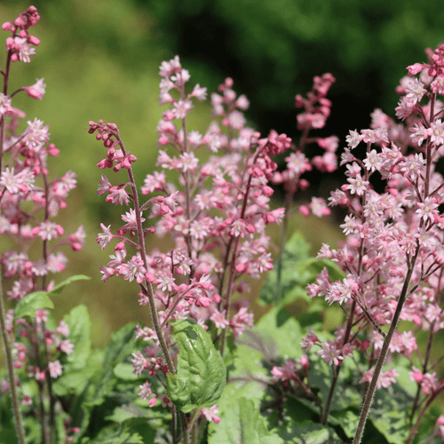 Heucherella 'Pink Fizz' Perennial Bedding