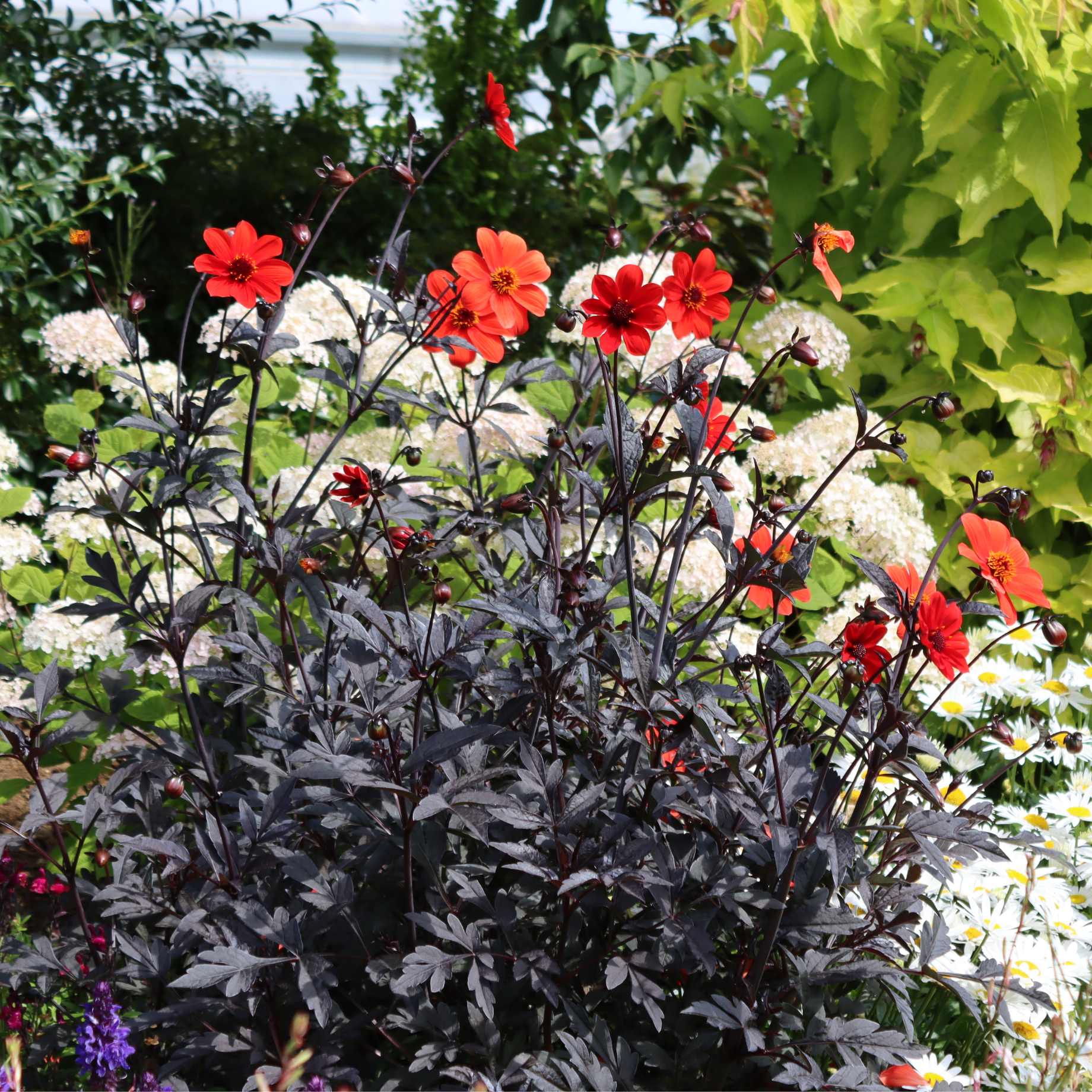 Dahlia 'Dahlegria Red'